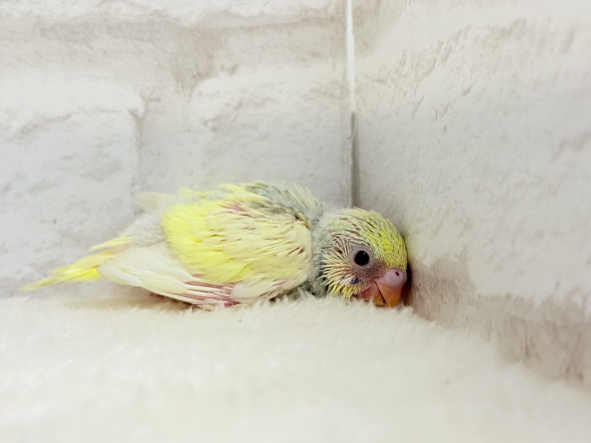 セキセイインコ