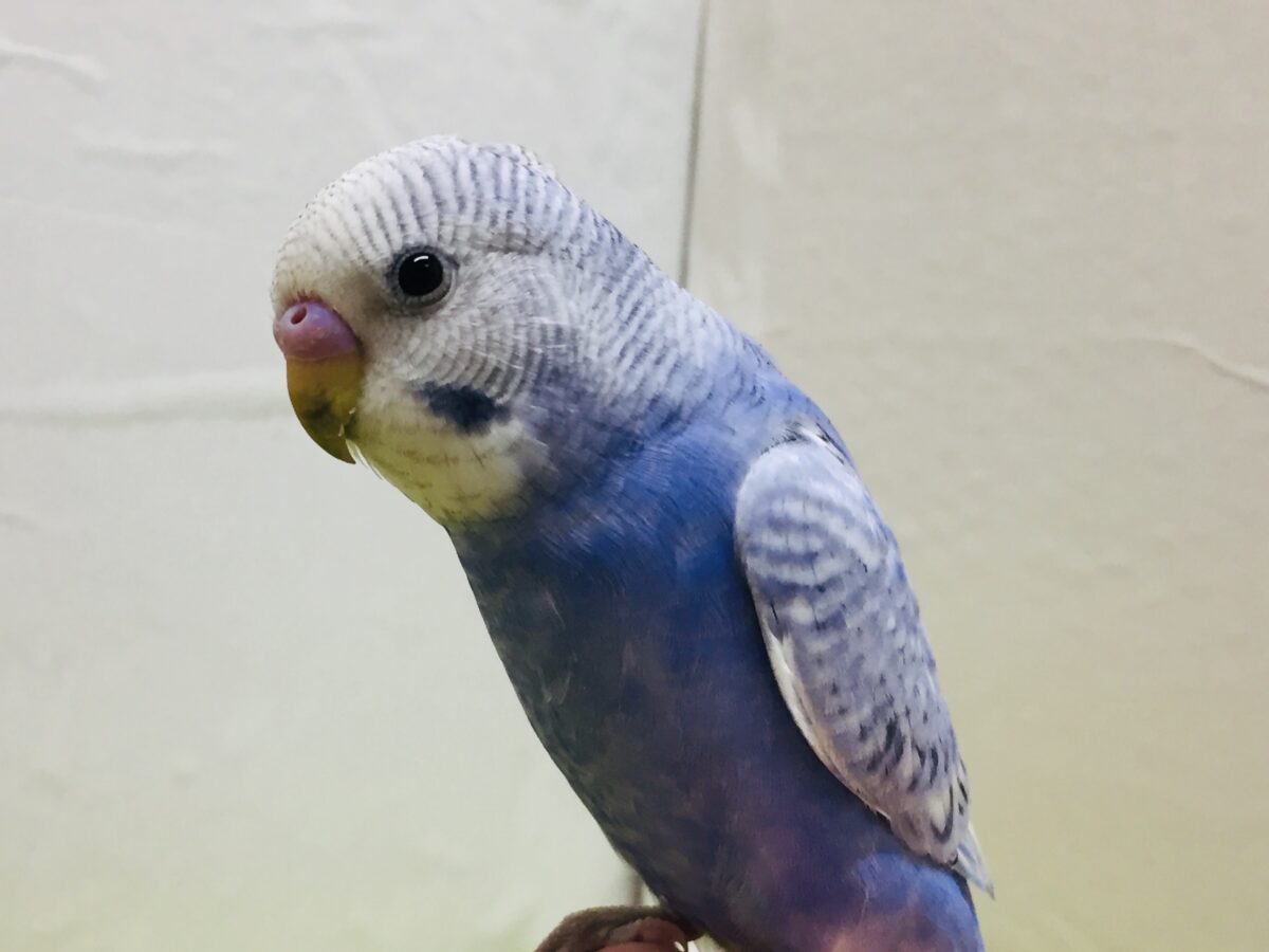 【🌟最新画像更新🌟】スパングルカラーのセキセイちゃんがやってきましたよ~💙💙💙 セキセイインコ