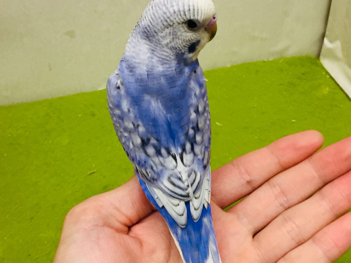 【🌟最新画像更新🌟】スパングルカラーのセキセイちゃんがやってきましたよ~💙💙💙 セキセイインコ