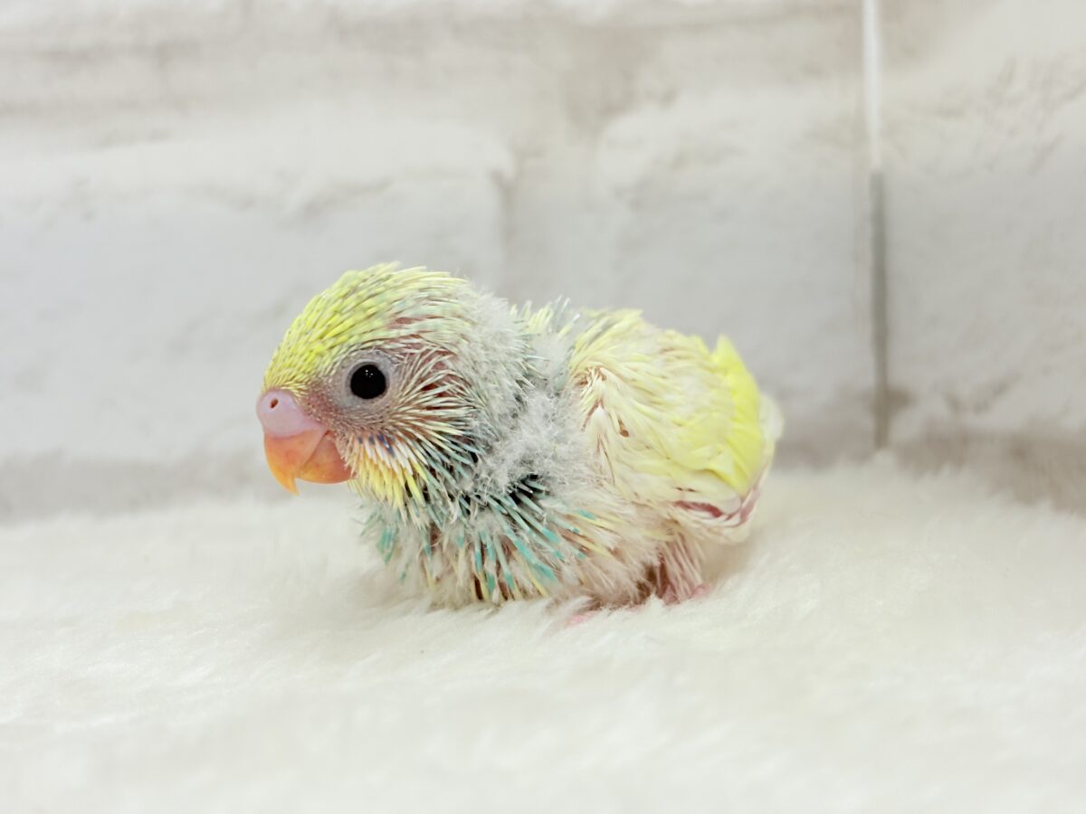 ベビ顔がたまらん可愛さ🐣💖セキセイインコ(パステルカラーレインボーパイド) ヒナ セキセイインコ