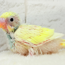 ベビ顔がたまらん可愛さ🐣💖セキセイインコ(パステルカラーレインボーパイド) ヒナ