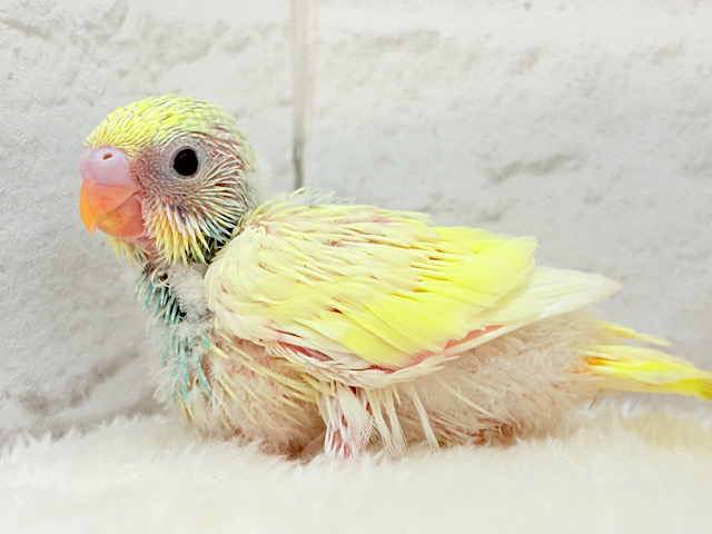 ベビ顔がたまらん可愛さ🐣💖セキセイインコ(パステルカラーレインボーパイド) ヒナ