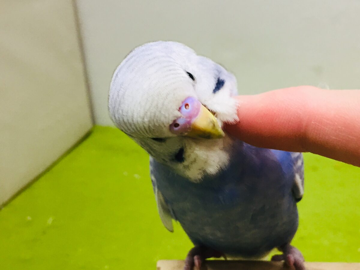【🌟最新画像更新🌟】スパングルカラーのセキセイちゃんがやってきましたよ~💙💙💙 セキセイインコ