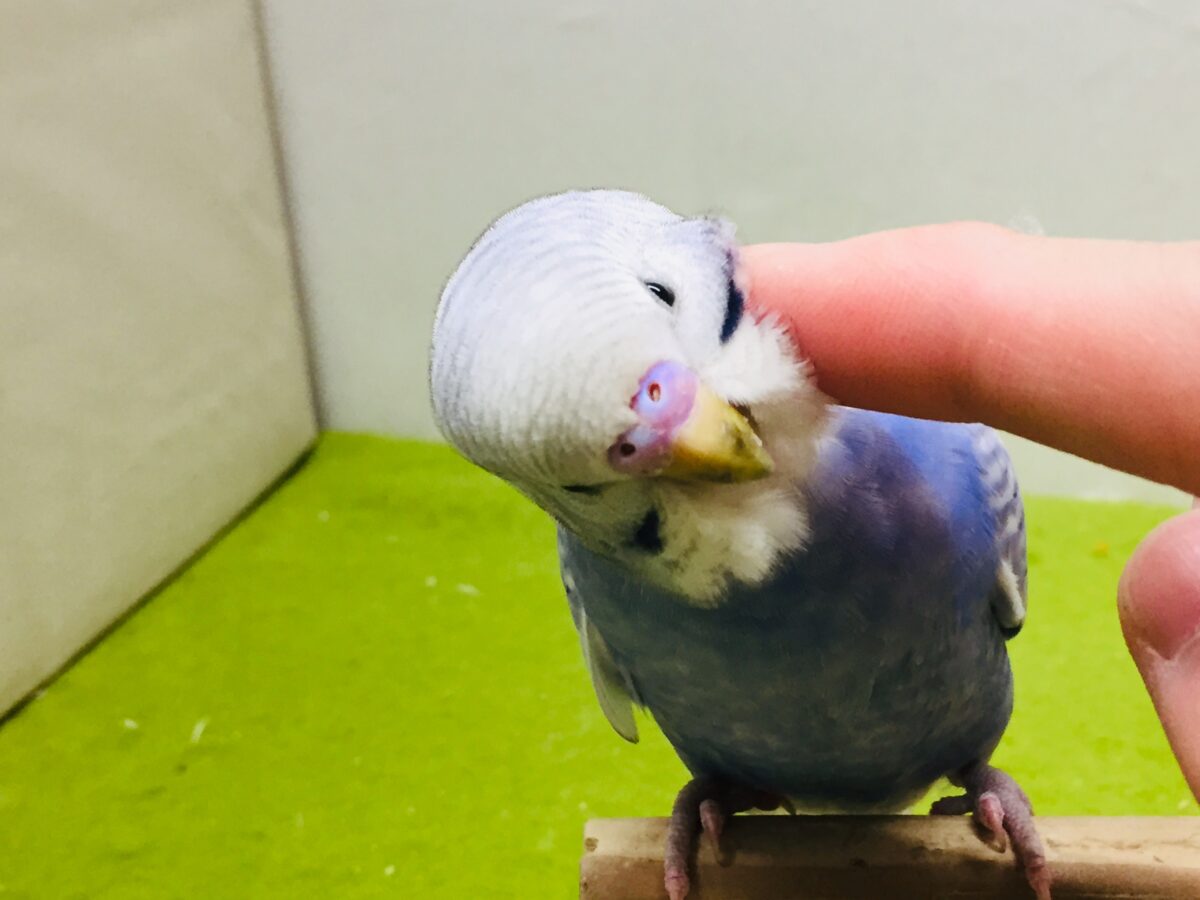 【🌟最新画像更新🌟】スパングルカラーのセキセイちゃんがやってきましたよ~💙💙💙 セキセイインコ