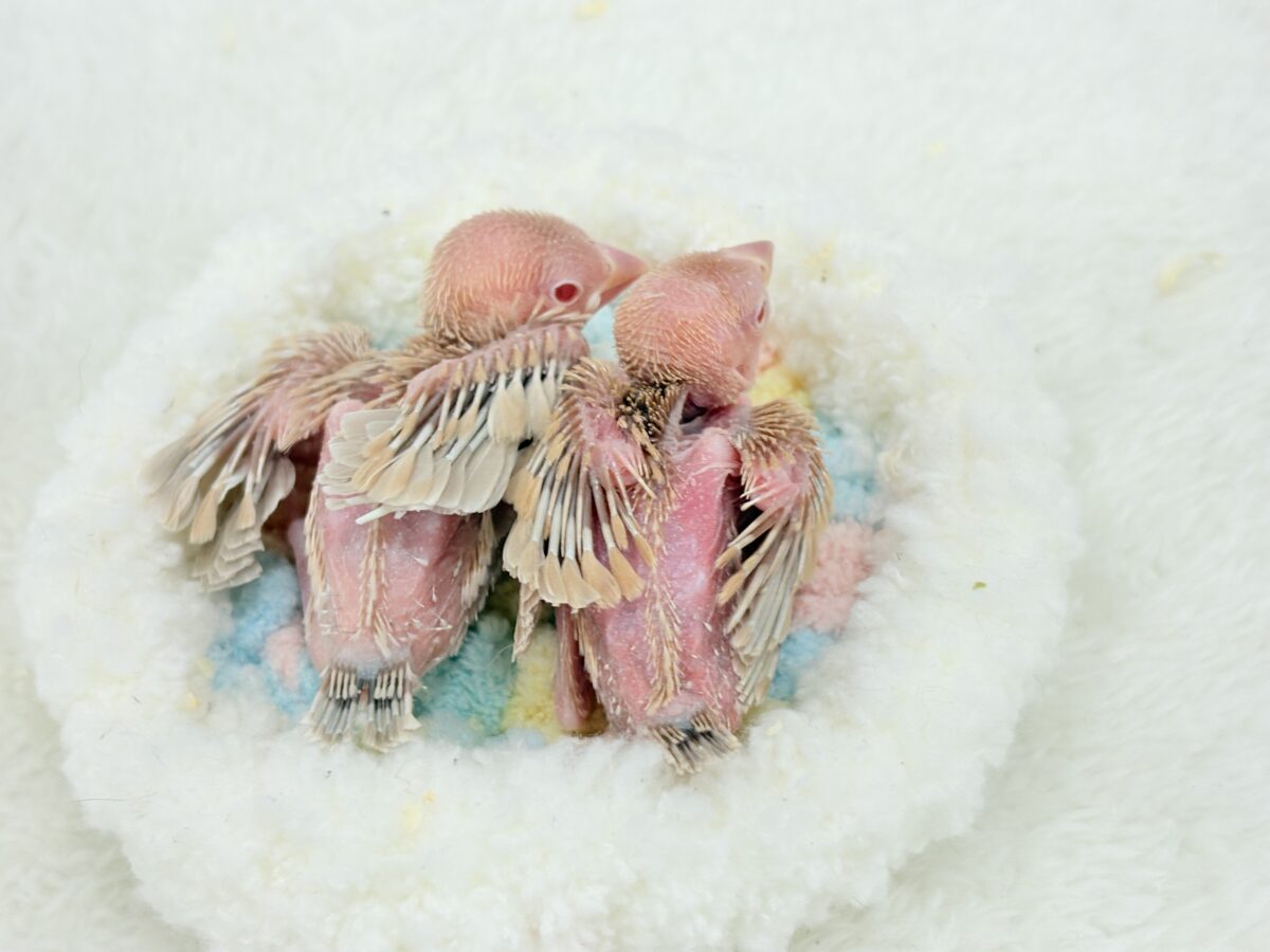 【最新画像更新🪄】優しさ溢れるコンビ🐣🤎シナモン文鳥 ヒナ シナモン文鳥