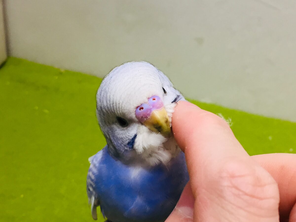【🌟最新画像更新🌟】スパングルカラーのセキセイちゃんがやってきましたよ~💙💙💙 セキセイインコ