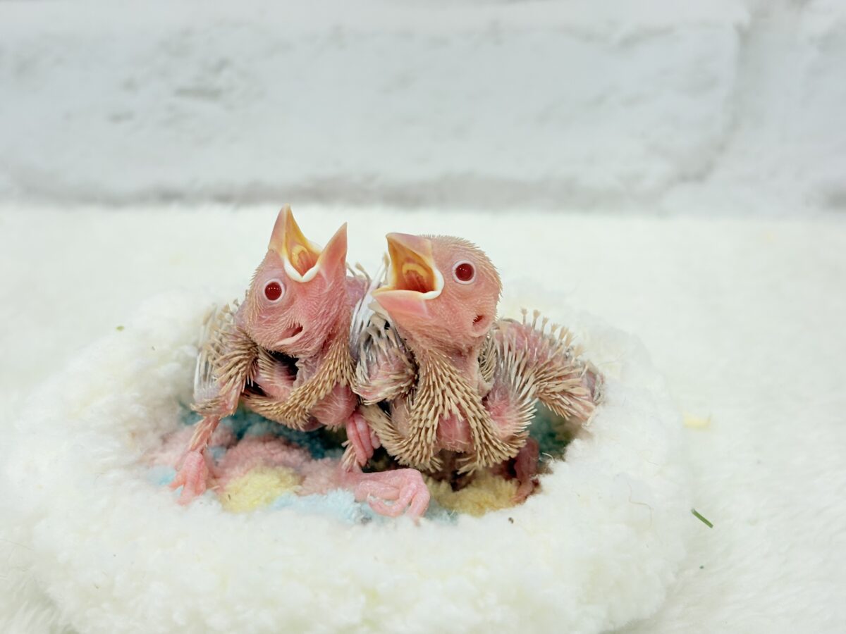 【最新画像更新🪄】優しさ溢れるコンビ🐣🤎シナモン文鳥 ヒナ シナモン文鳥