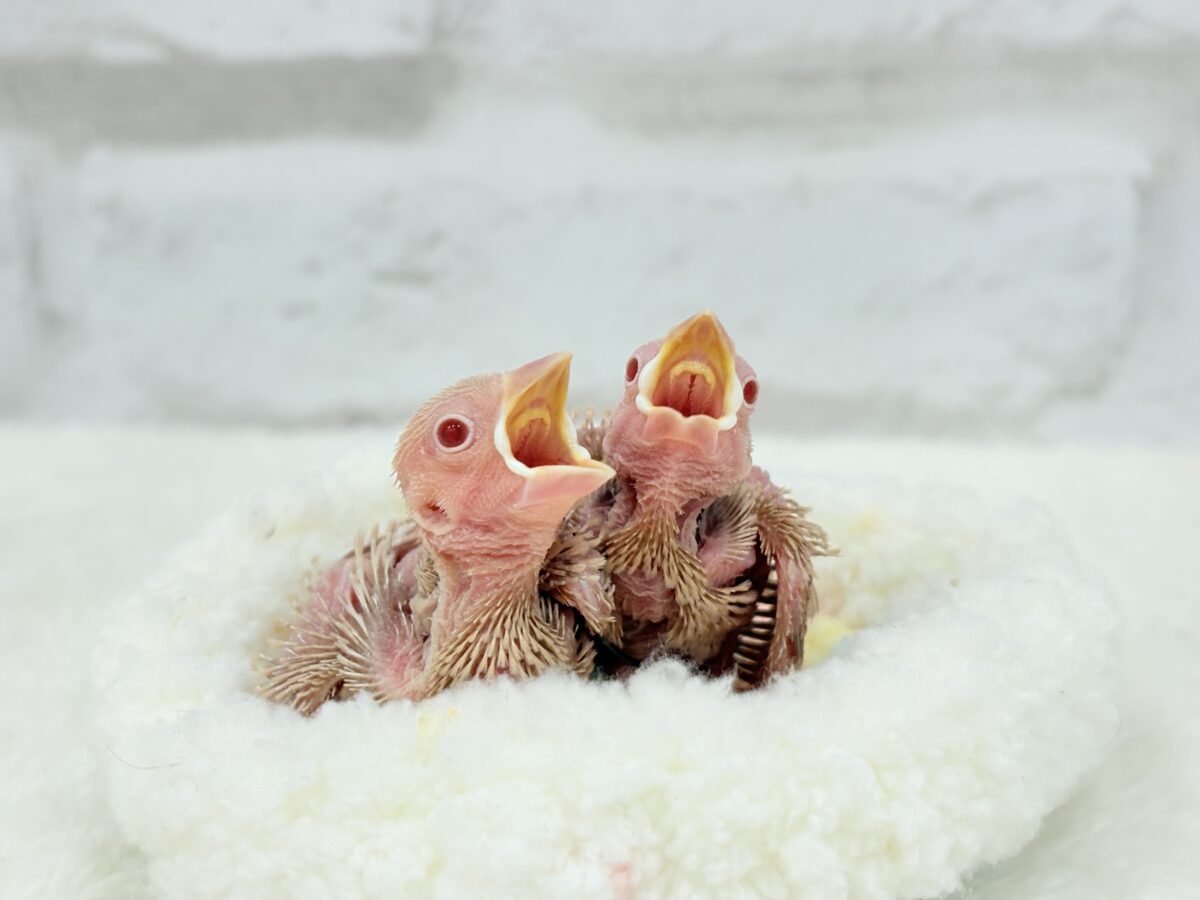 【最新画像更新🪄】優しさ溢れるコンビ🐣🤎シナモン文鳥 ヒナ シナモン文鳥