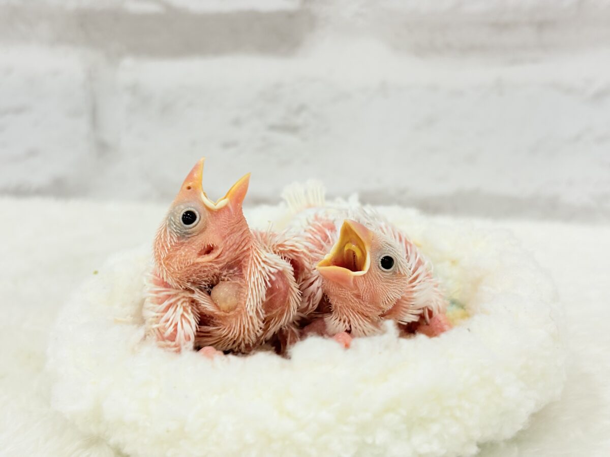 【最新画像更新🪄】双子のおだんご🐣🍡🤍白文鳥 ヒナ 白文鳥