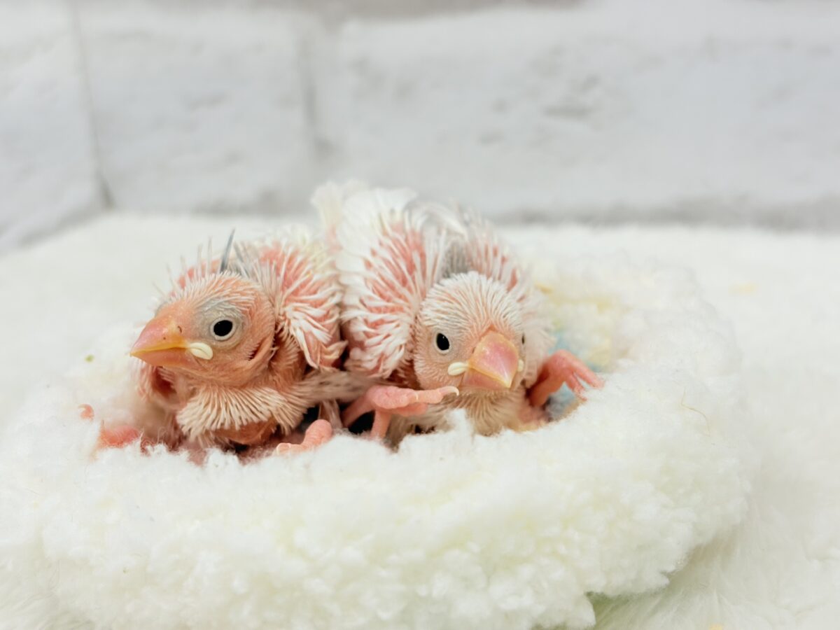 【最新画像更新🪄】双子のおだんご🐣🍡🤍白文鳥 ヒナ 白文鳥