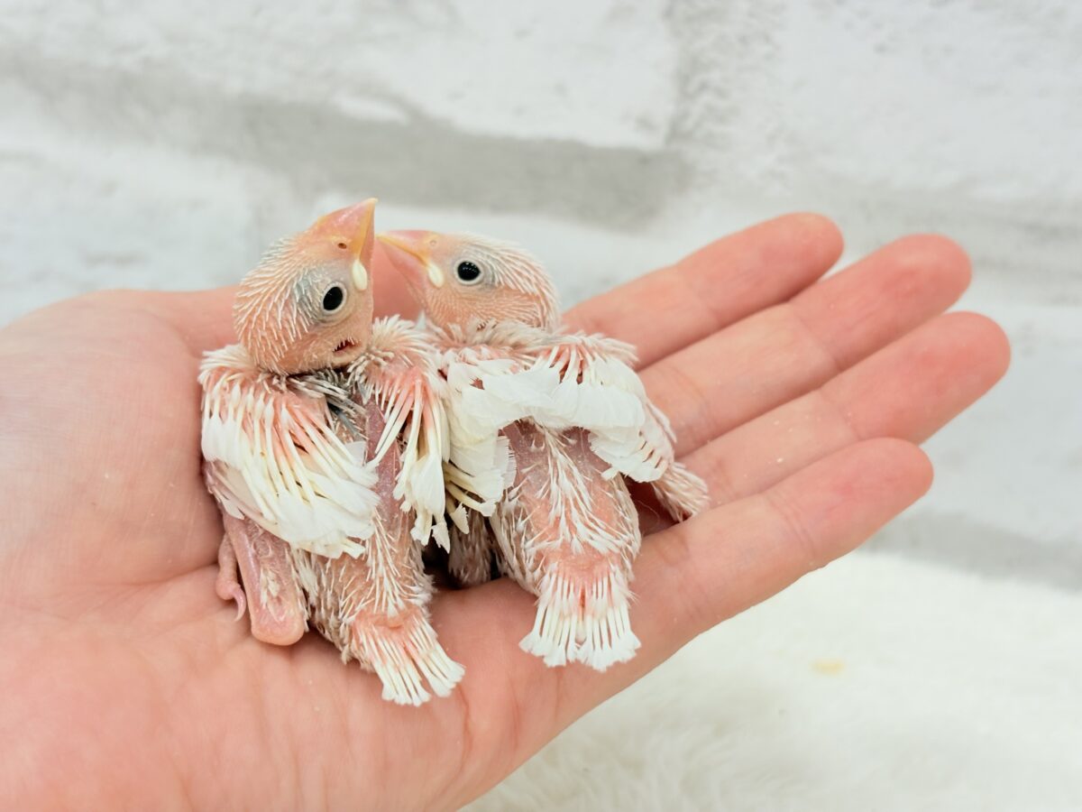 【最新画像更新🪄】双子のおだんご🐣🍡🤍白文鳥 ヒナ 白文鳥