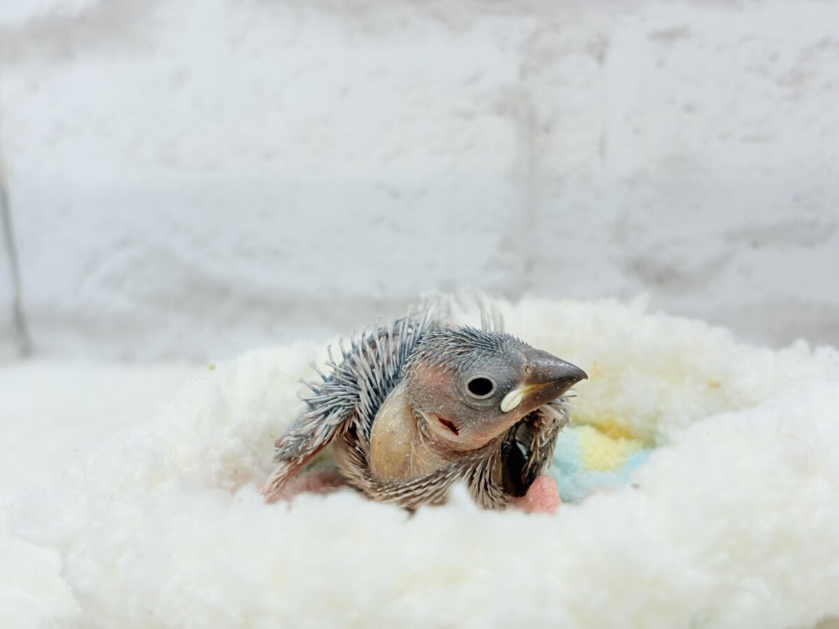 シルバー文鳥