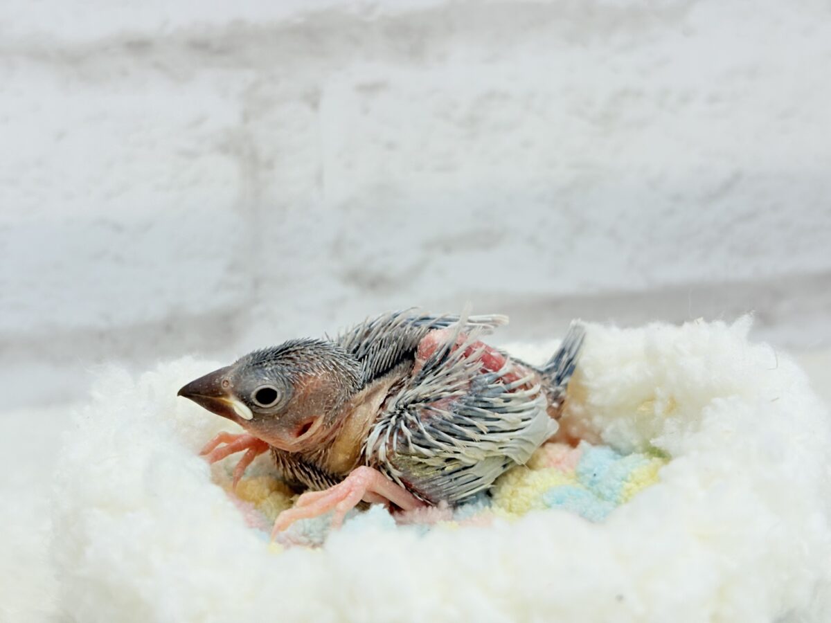 シルバー文鳥