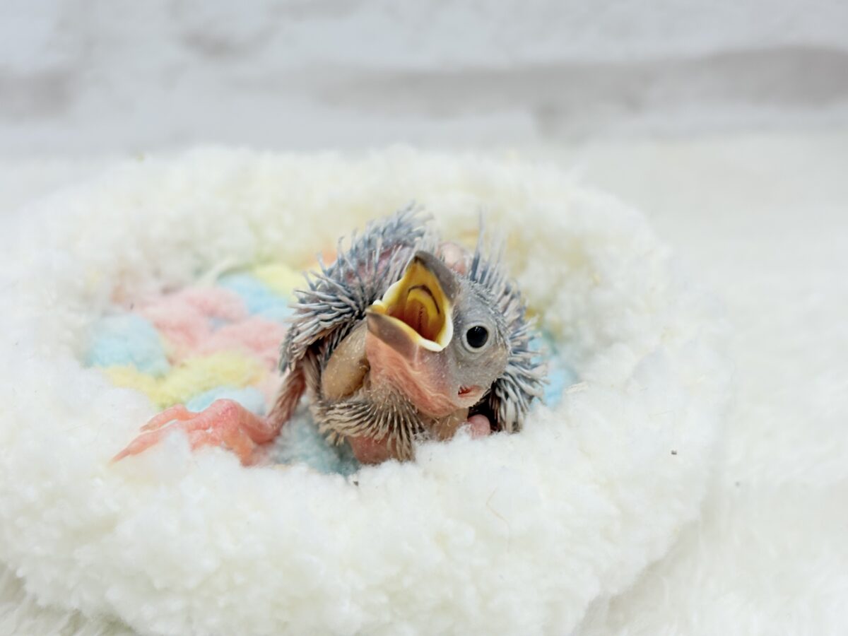 シルバー文鳥