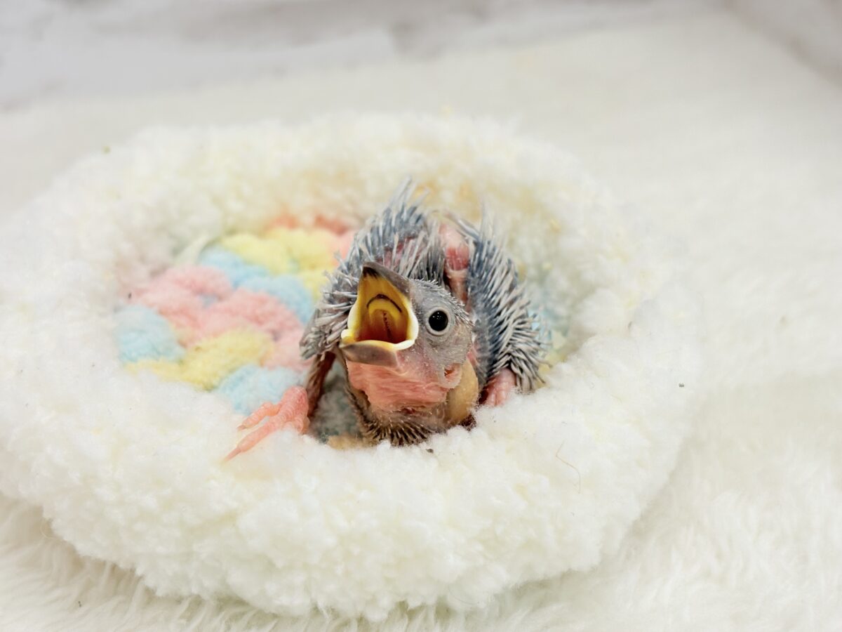 シルバー文鳥