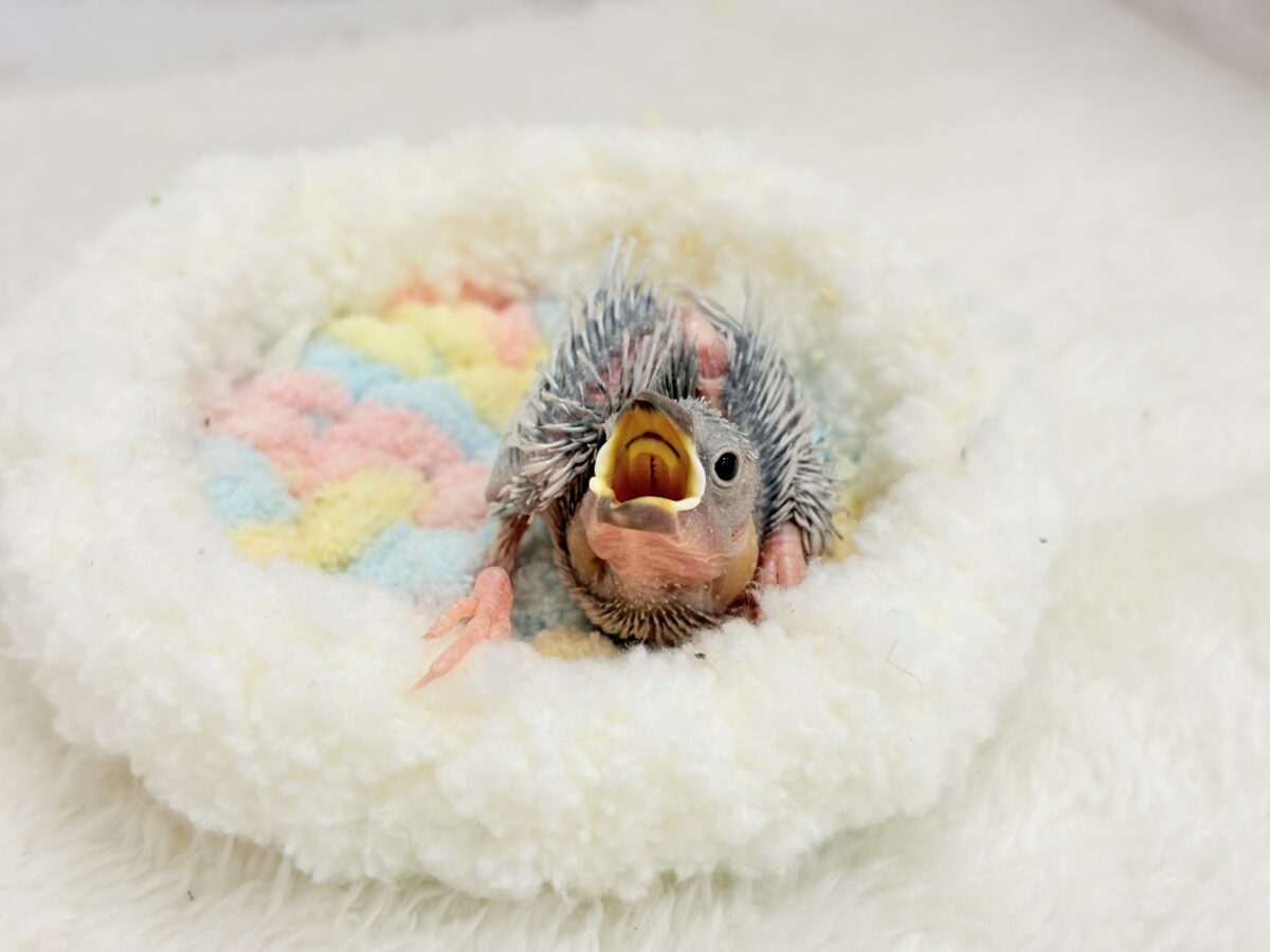 シルバー文鳥