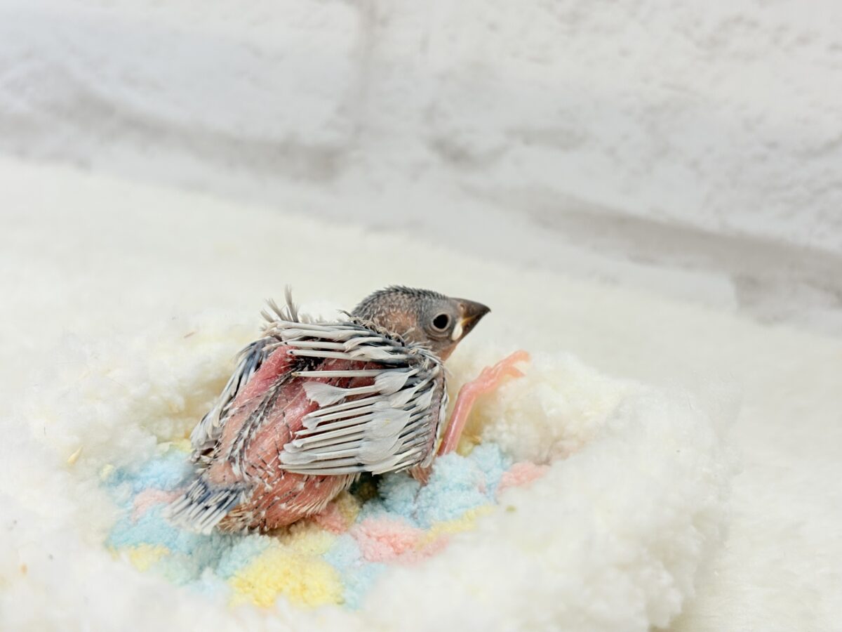 シルバー文鳥