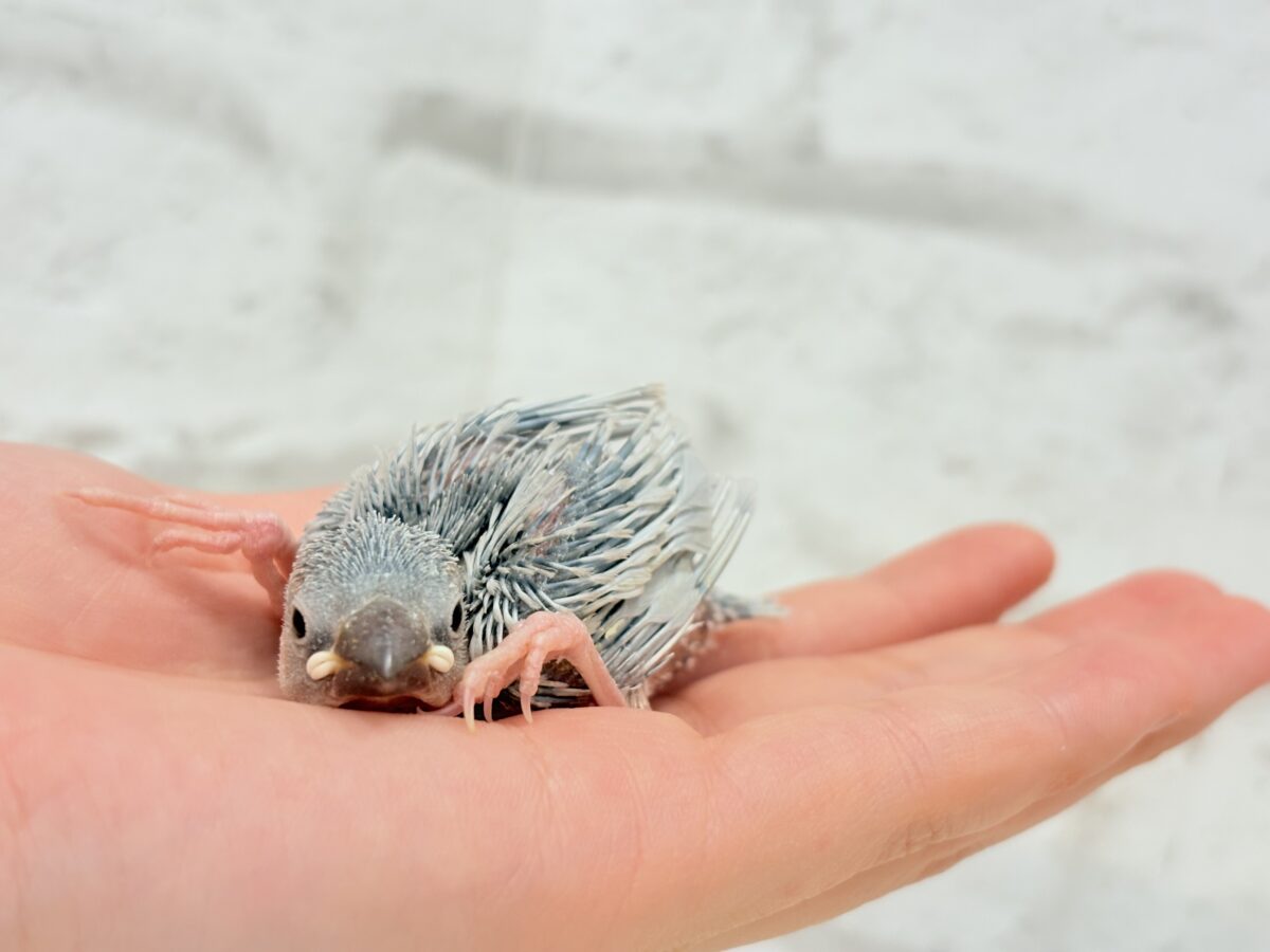 シルバー文鳥