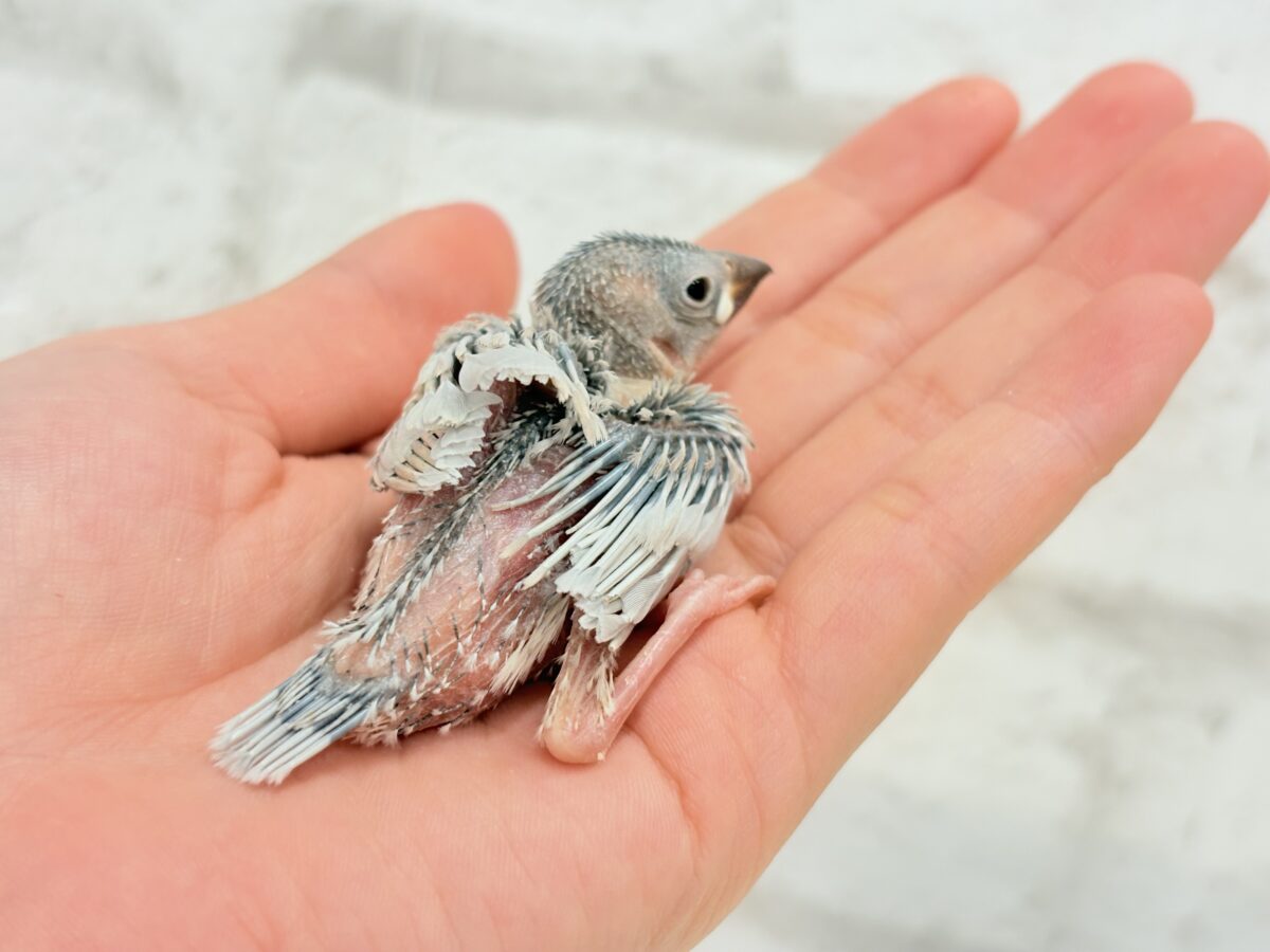 シルバー文鳥