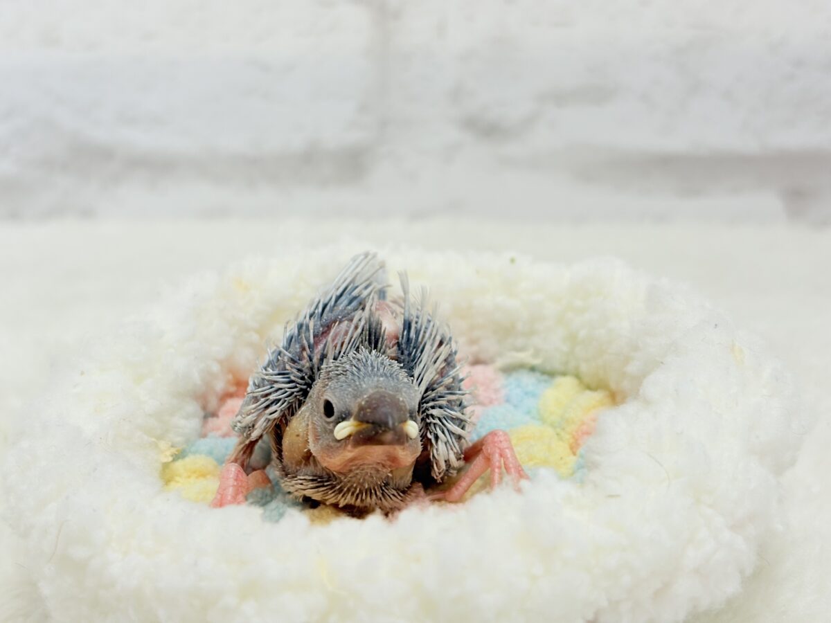 シルバー文鳥