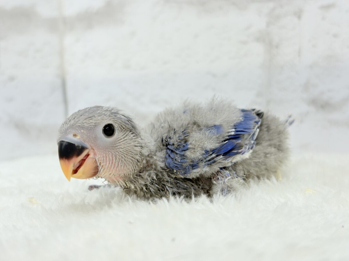 コザクラインコ（小桜インコ）