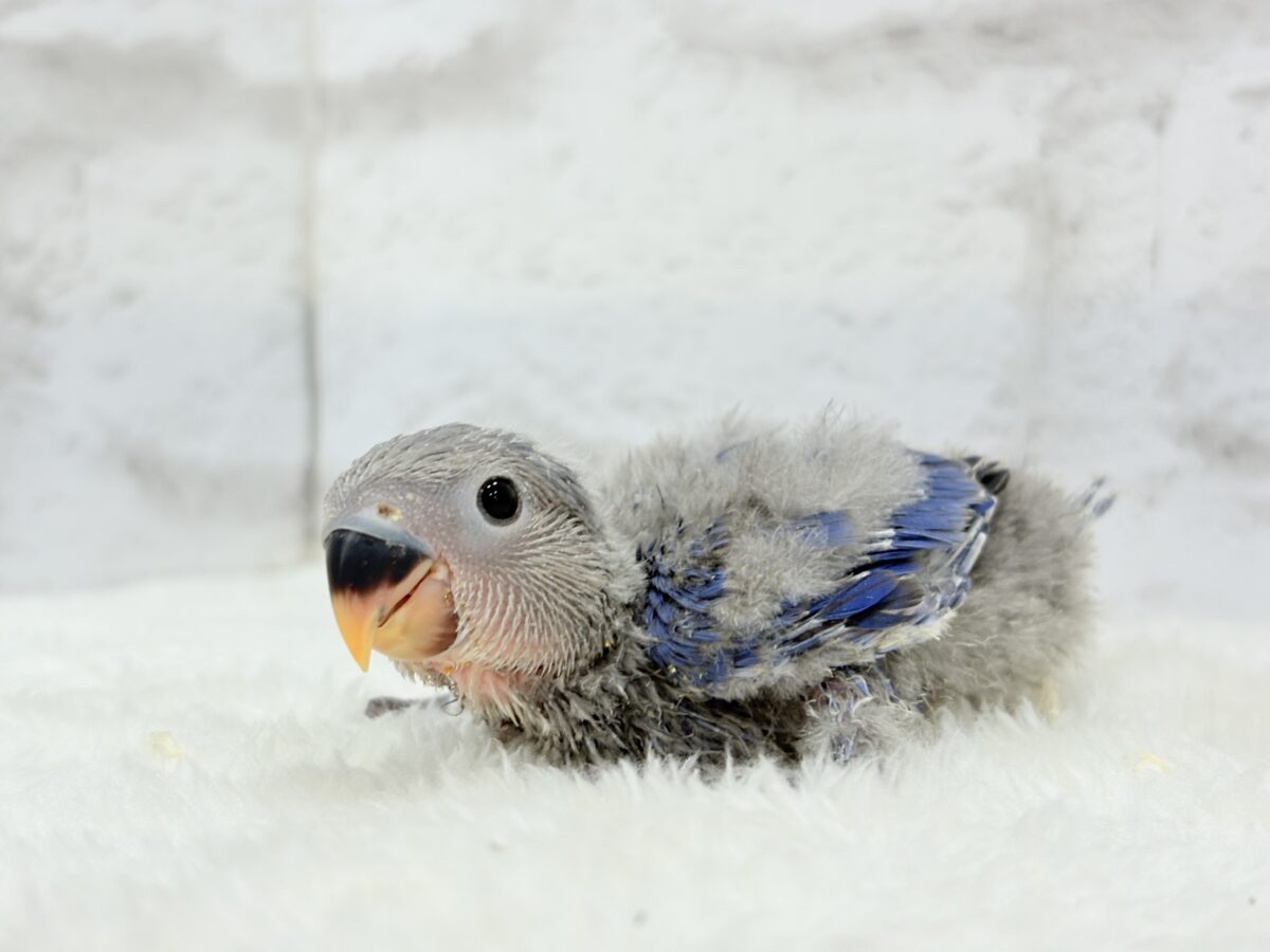 【最新画像・動画更新🪄】わた毛たっぷり天使ちゃん🐣💜コザクラインコ(バイオレット) ヒナ コザクラインコ(小桜インコ)