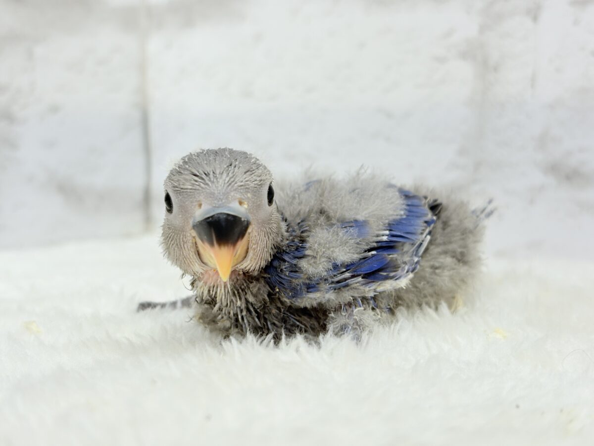 【最新画像・動画更新🪄】わた毛たっぷり天使ちゃん🐣💜コザクラインコ(バイオレット) ヒナ コザクラインコ(小桜インコ)