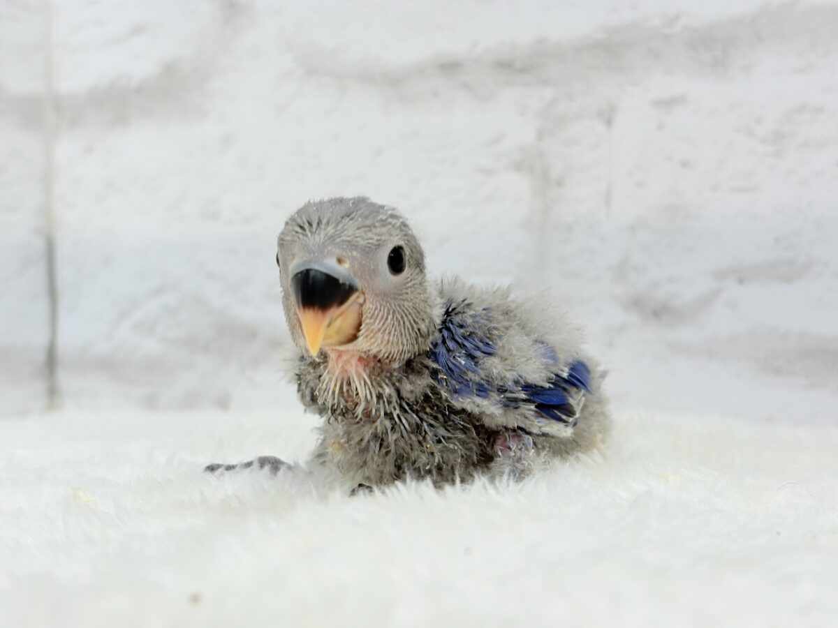 コザクラインコ（小桜インコ）