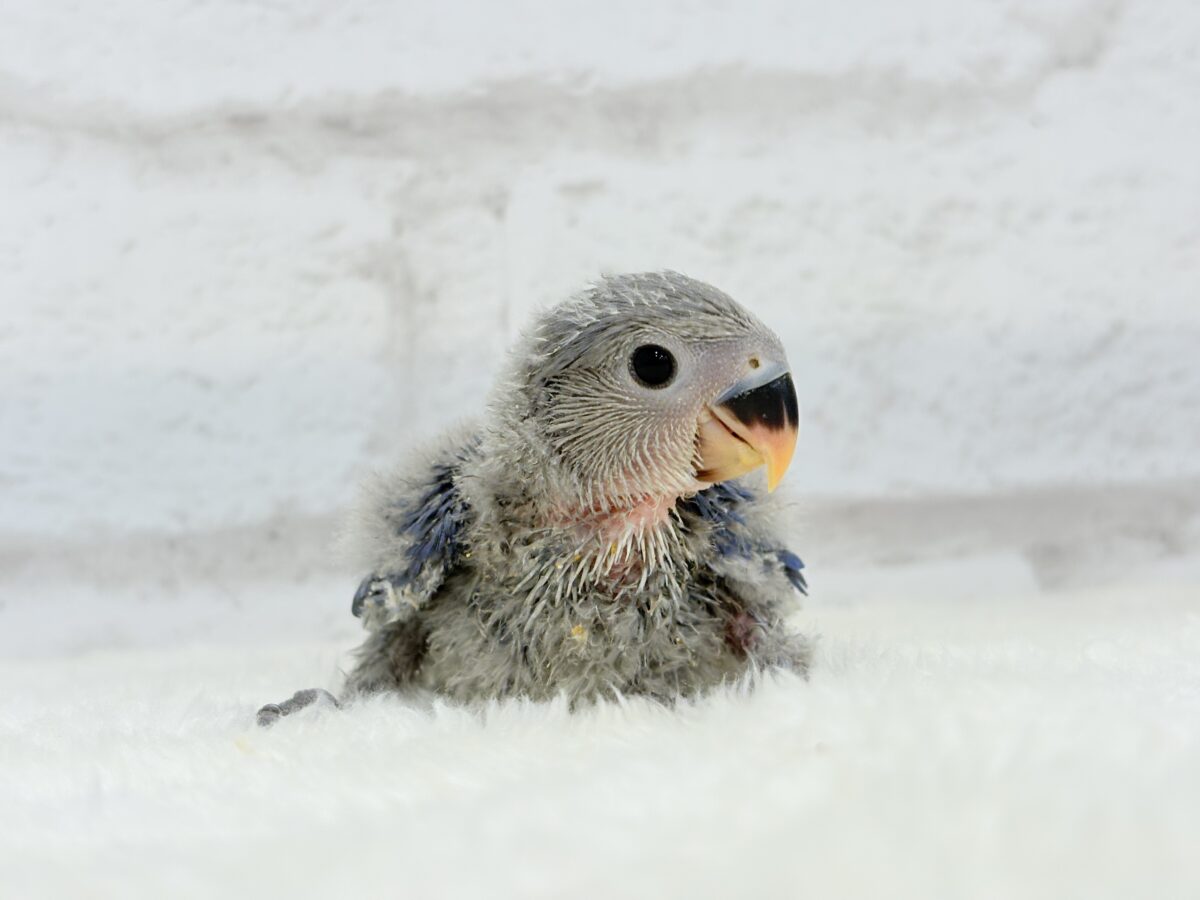 【最新画像・動画更新🪄】わた毛たっぷり天使ちゃん🐣💜コザクラインコ(バイオレット) ヒナ コザクラインコ(小桜インコ)
