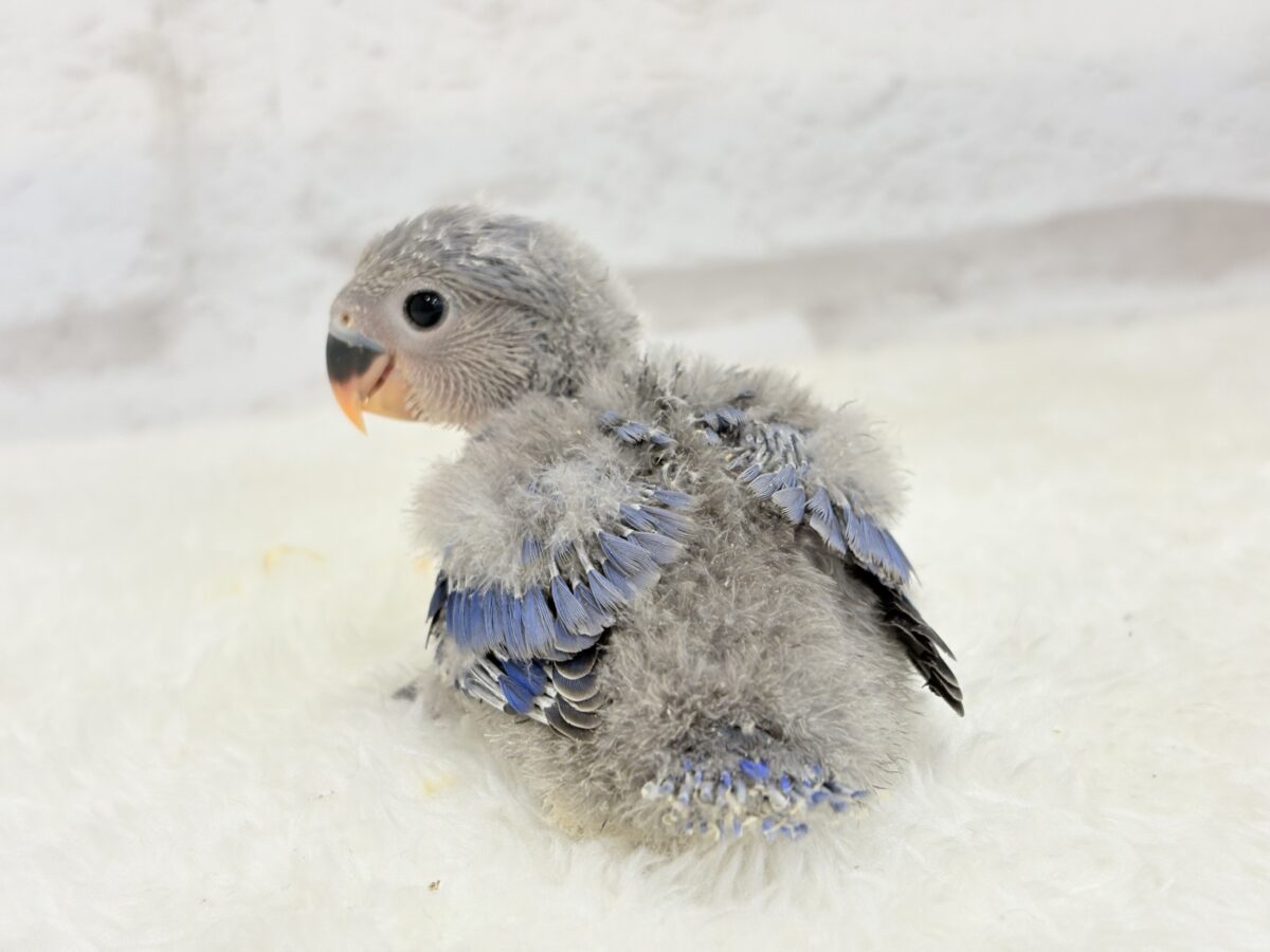 【最新画像・動画更新🪄】わた毛たっぷり天使ちゃん🐣💜コザクラインコ(バイオレット) ヒナ コザクラインコ(小桜インコ)