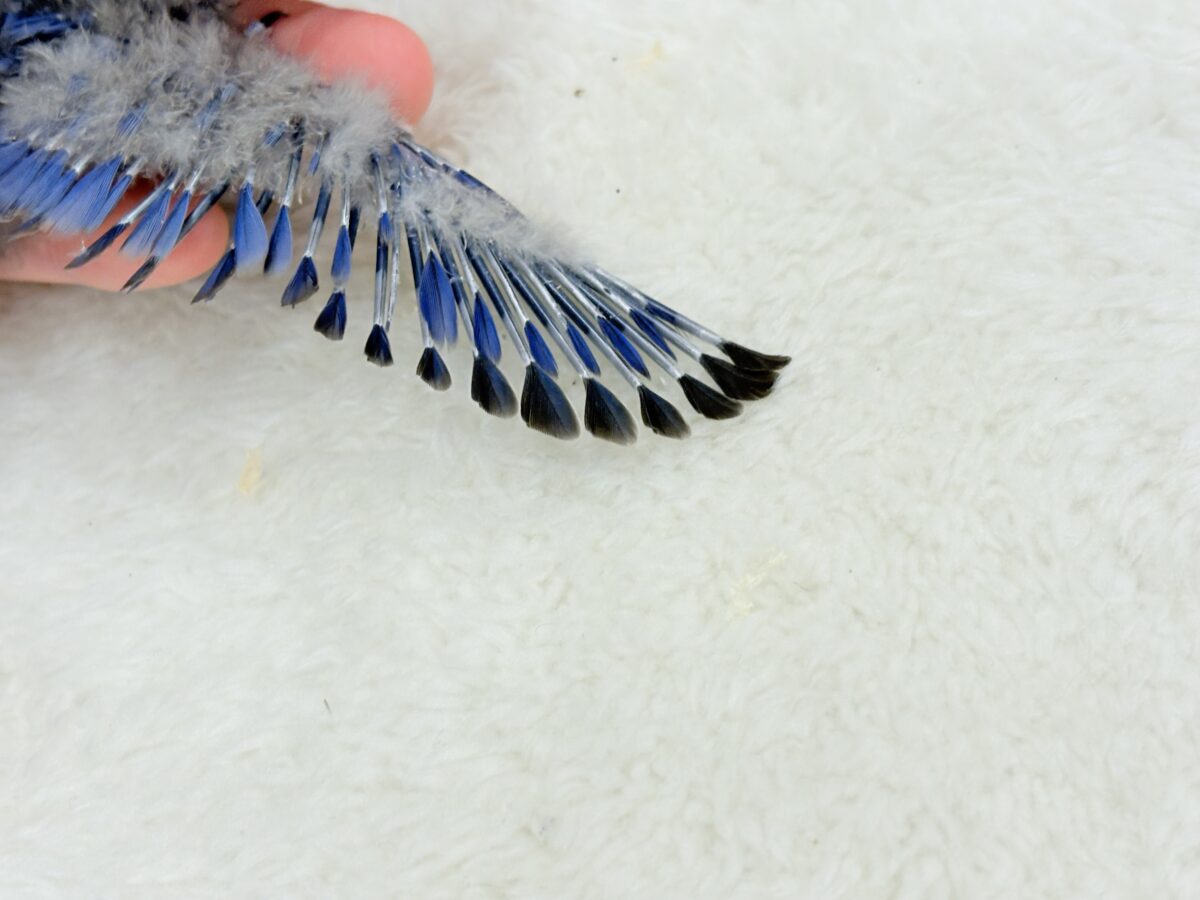 【最新画像・動画更新🪄】わた毛たっぷり天使ちゃん🐣💜コザクラインコ(バイオレット) ヒナ コザクラインコ(小桜インコ)