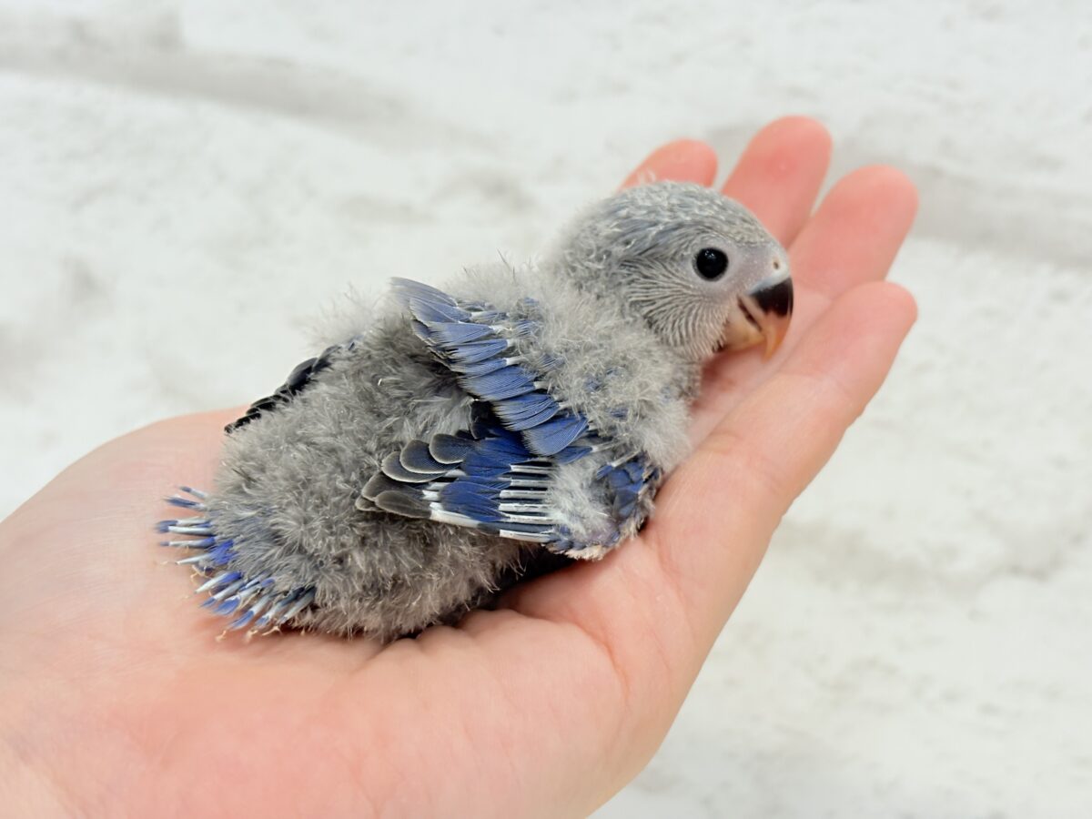 コザクラインコ（小桜インコ）