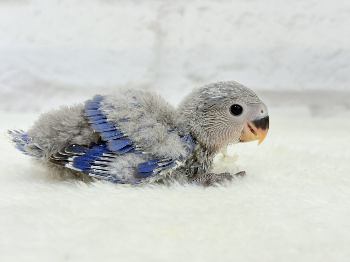 コザクラインコ（小桜インコ）