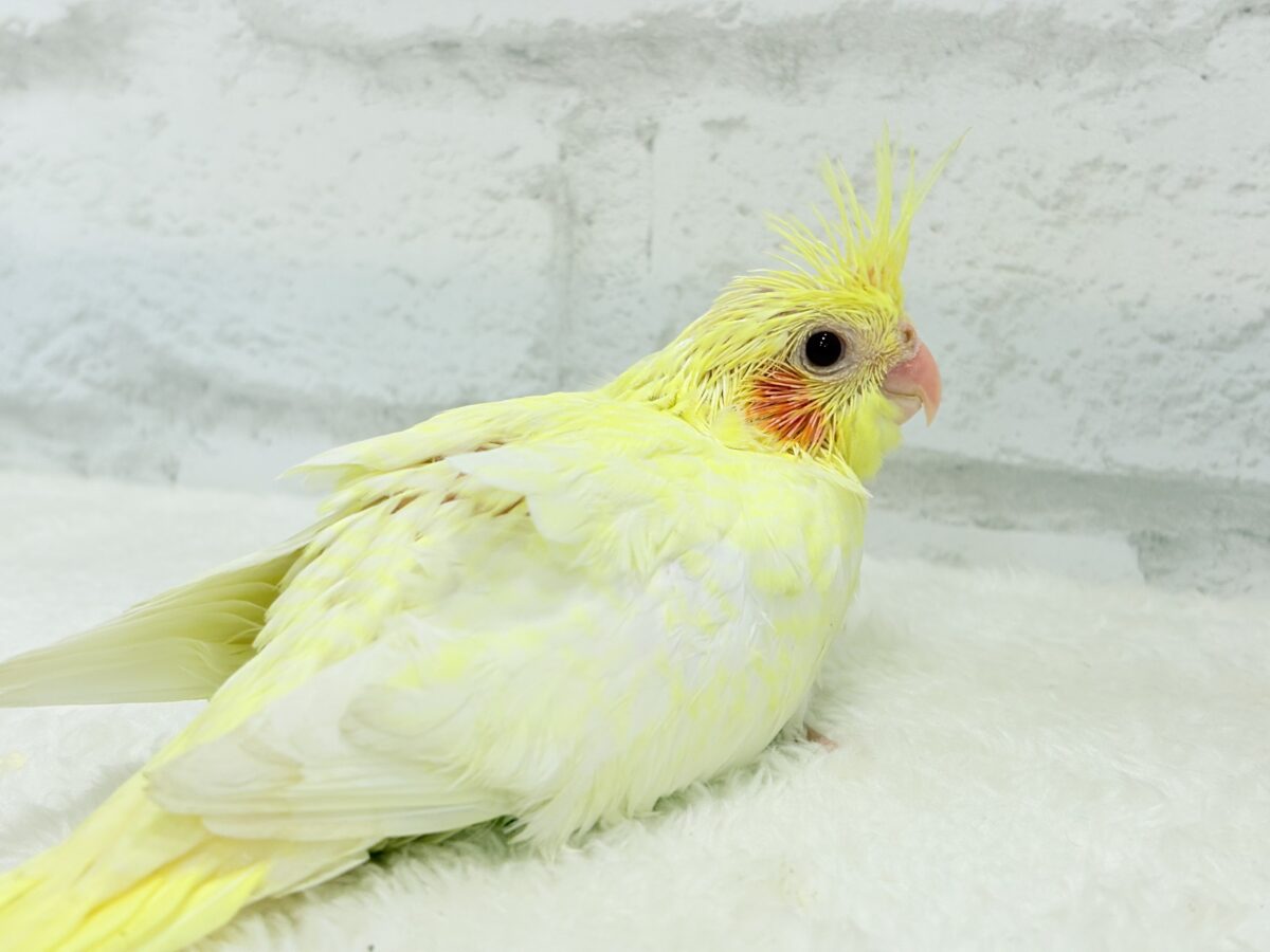 背中にたくさんお花が咲いたよ🐣🌼オカメインコ(ルチノーパール) ヒナ オカメインコ