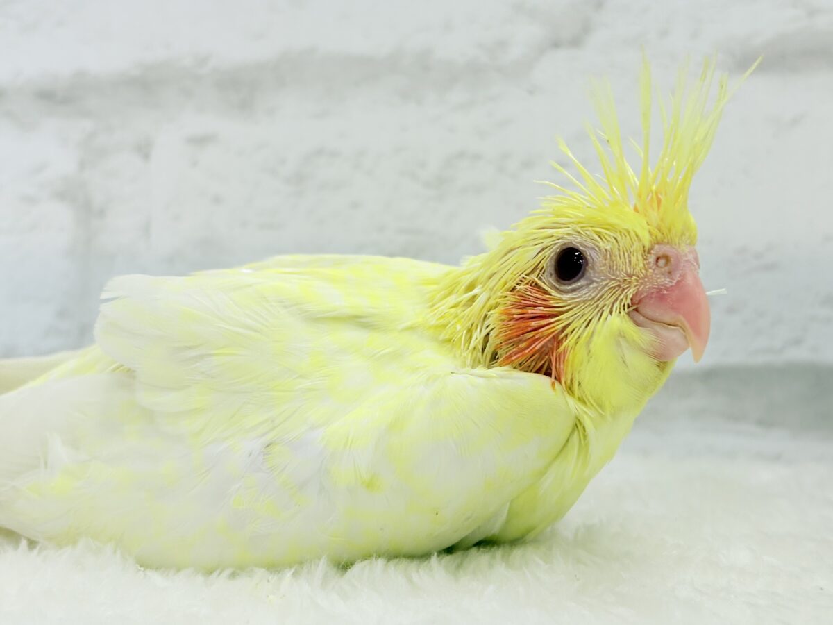 背中にたくさんお花が咲いたよ🐣🌼オカメインコ(ルチノーパール) ヒナ オカメインコ
