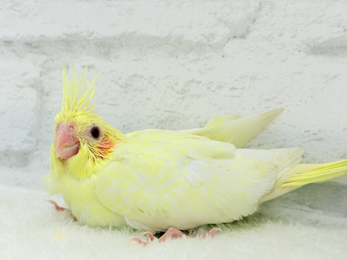オカメインコ