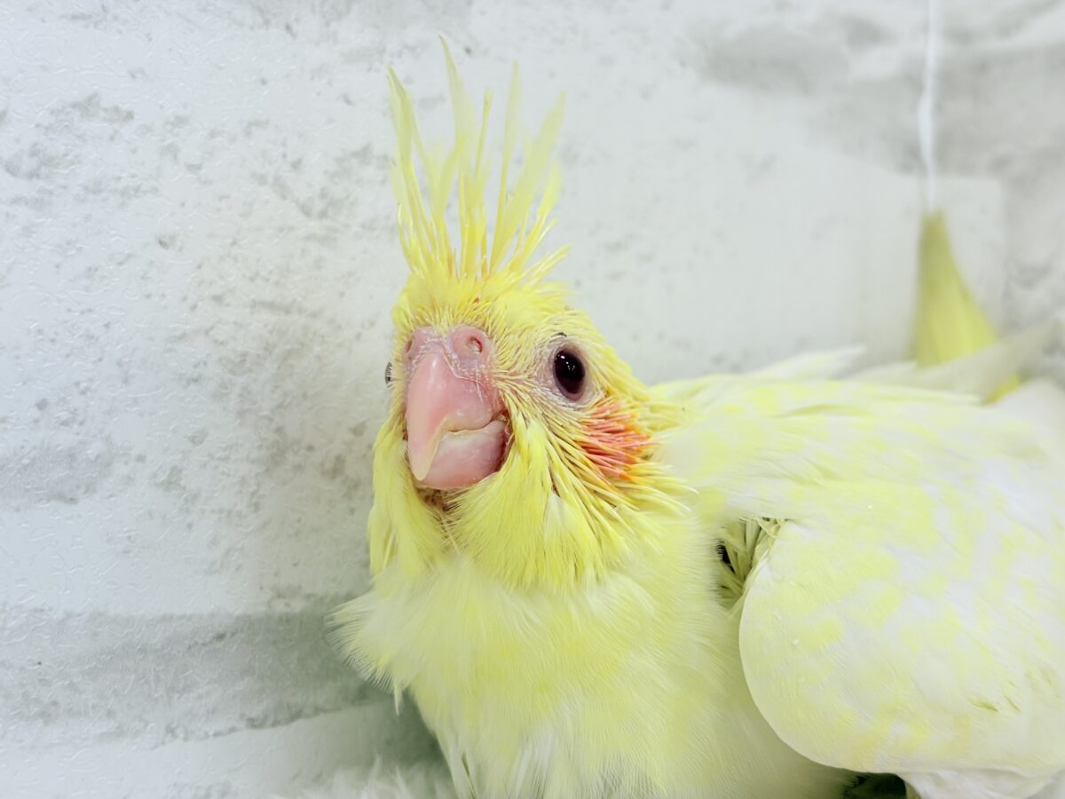 背中にたくさんお花が咲いたよ🐣🌼オカメインコ(ルチノーパール) ヒナ オカメインコ