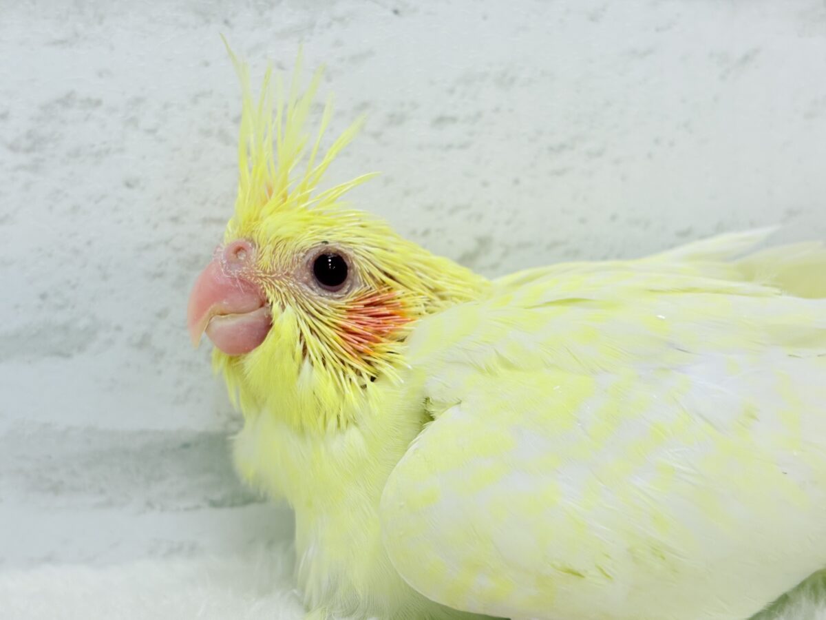 背中にたくさんお花が咲いたよ🐣🌼オカメインコ(ルチノーパール) ヒナ オカメインコ