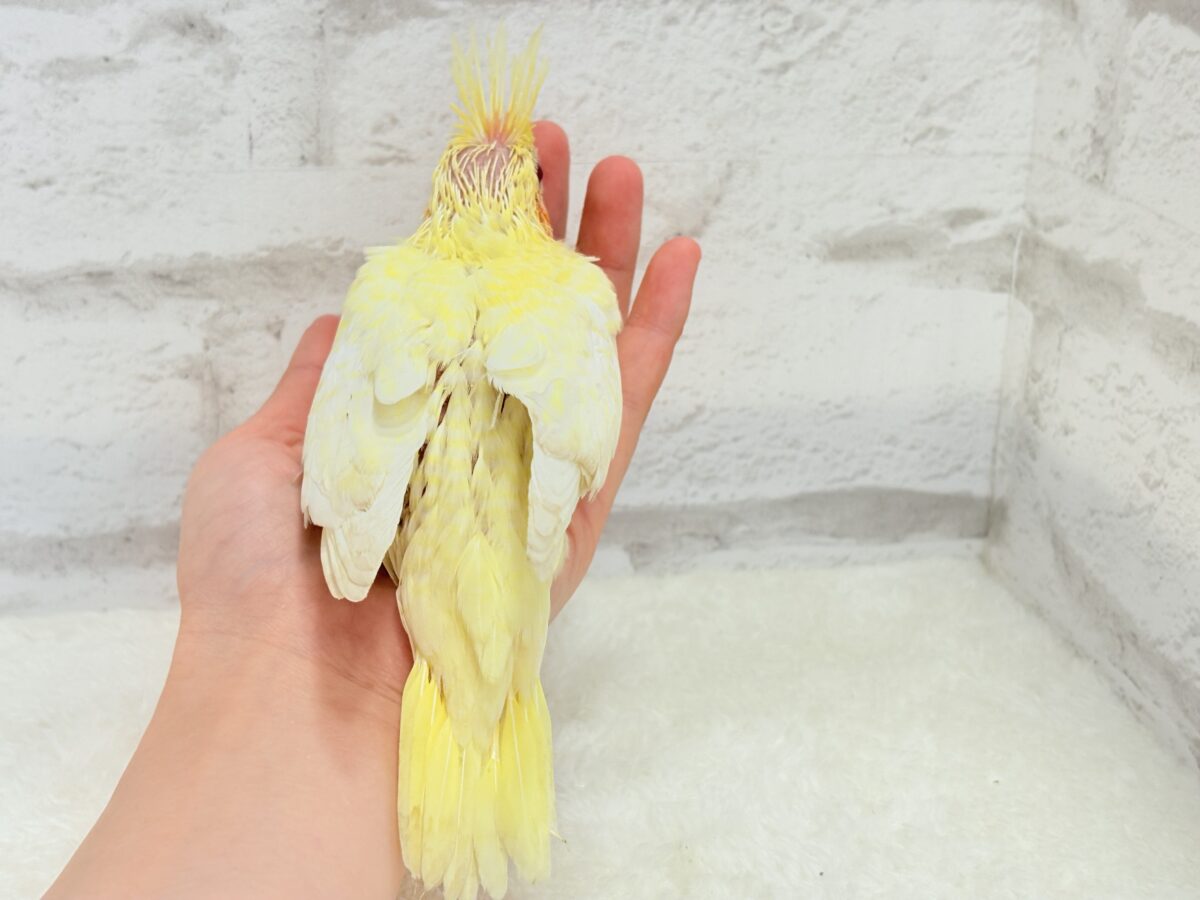 オカメインコ