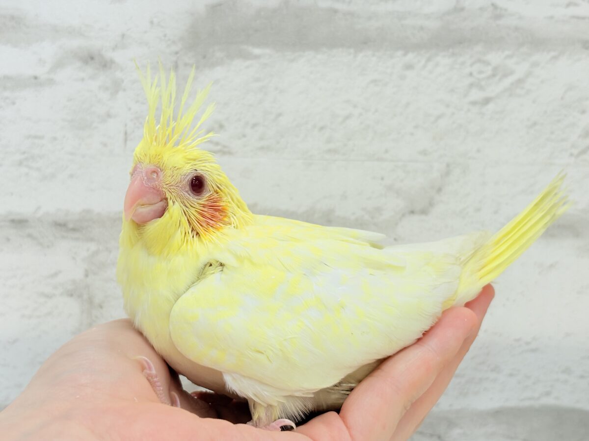 オカメインコ