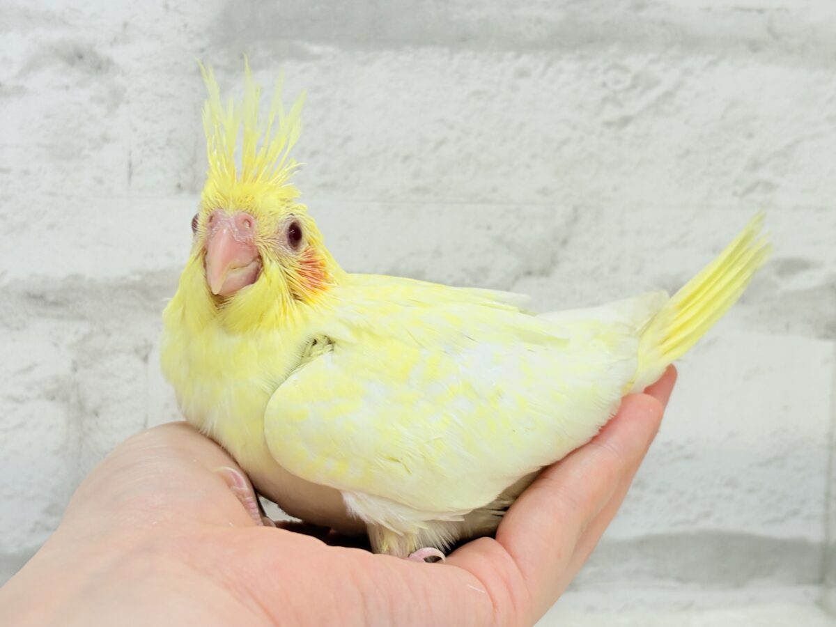 オカメインコ