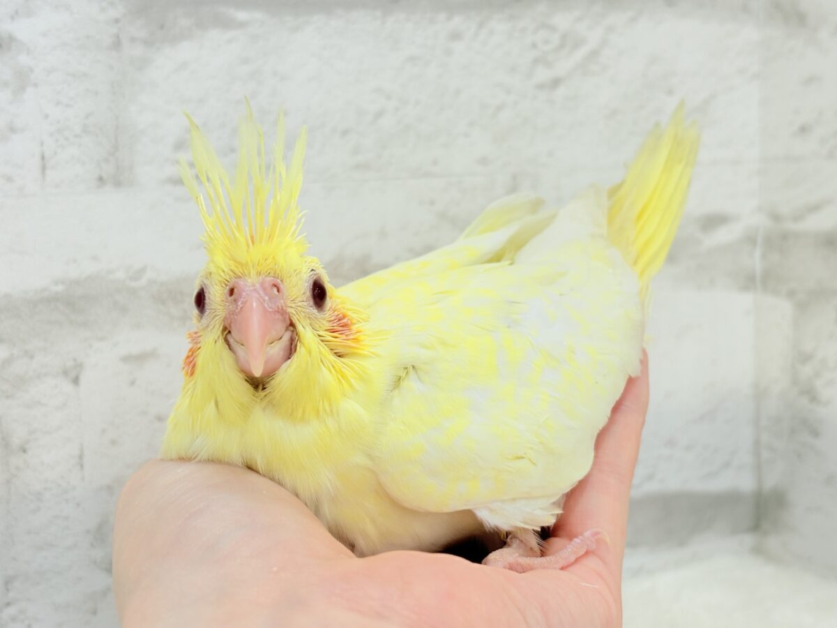 背中にたくさんお花が咲いたよ🐣🌼オカメインコ(ルチノーパール) ヒナ オカメインコ