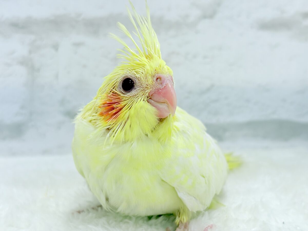 背中にたくさんお花が咲いたよ🐣🌼オカメインコ(ルチノーパール) ヒナ オカメインコ