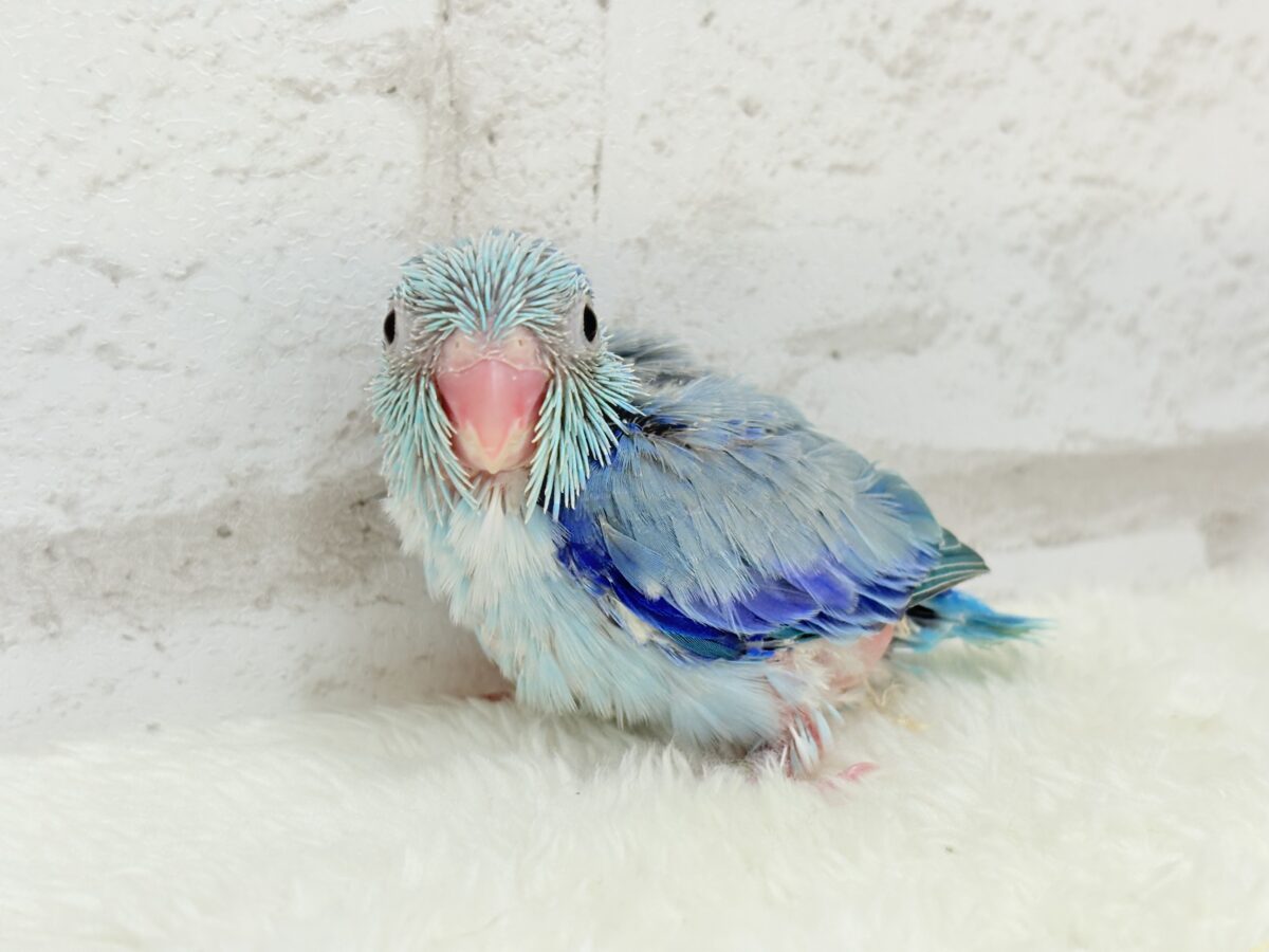 マメルリハ