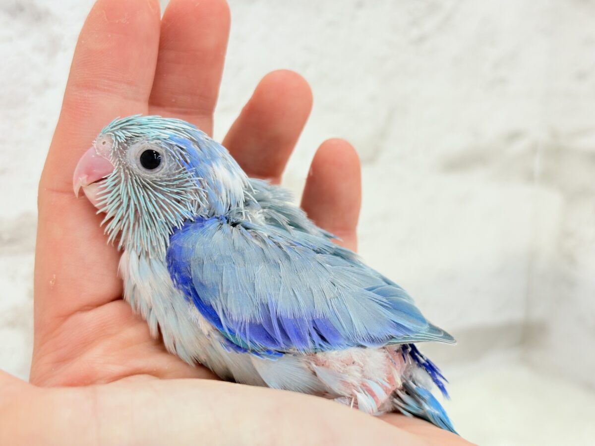 マメルリハ