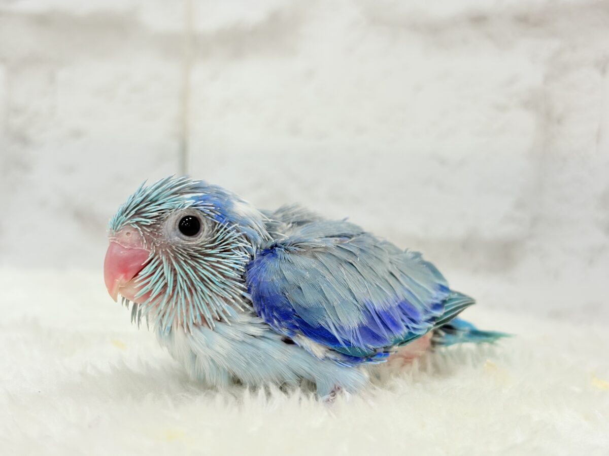 マメルリハ