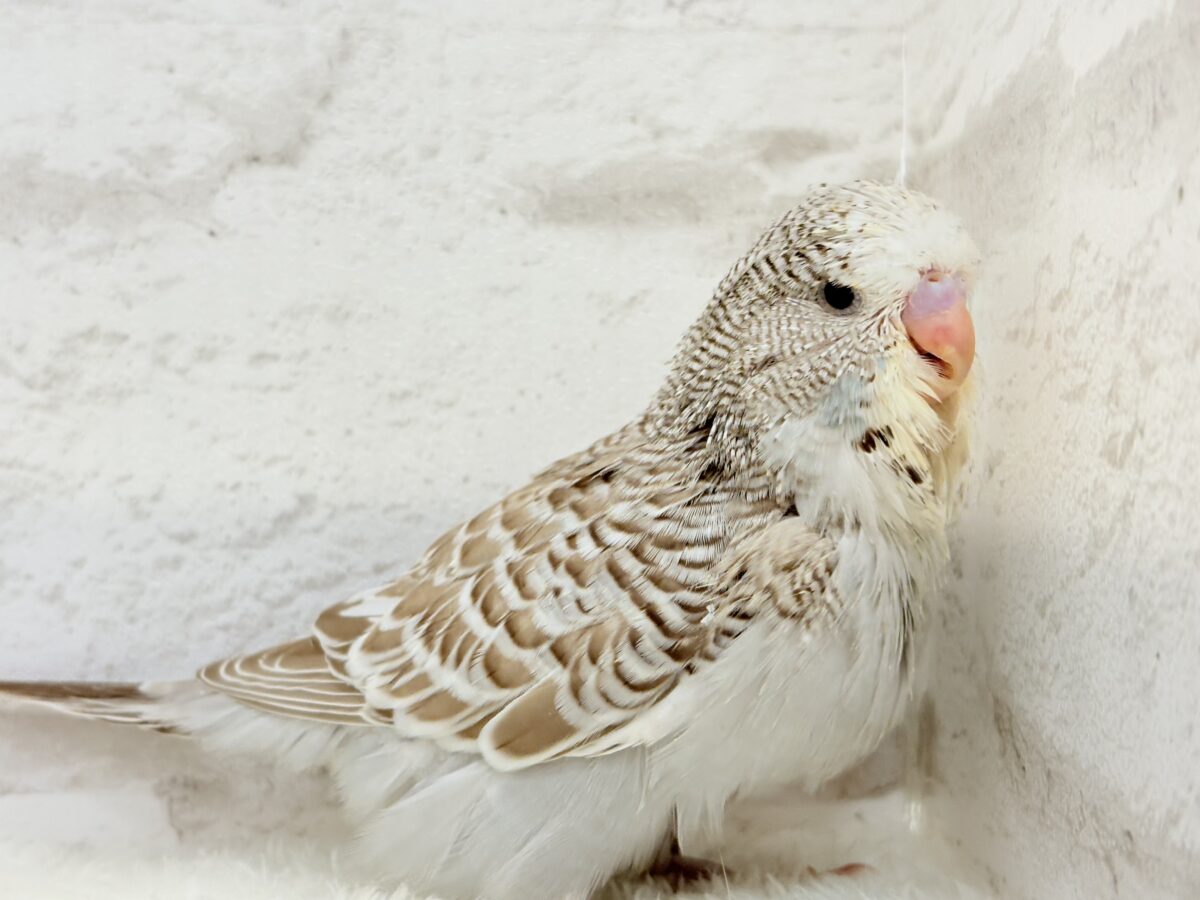 ジャンボセキセイインコ
