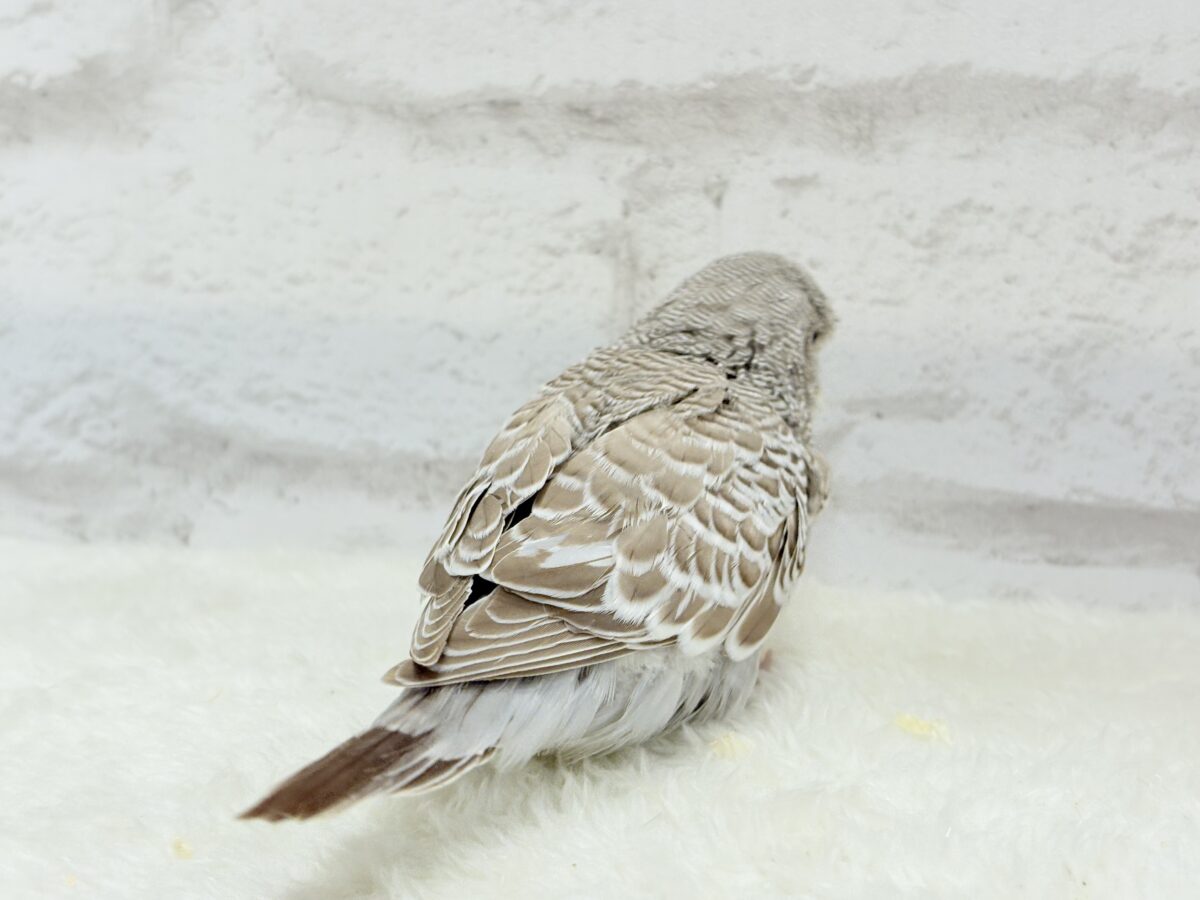 ジャンボセキセイインコ