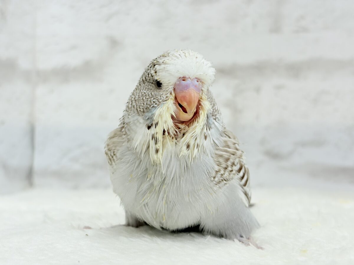 【最新画像更新🪄】久々!どすこいっ🐣★ジャンボセキセイインコ(シナモンオパーリン) ヒナ ジャンボセキセイインコ