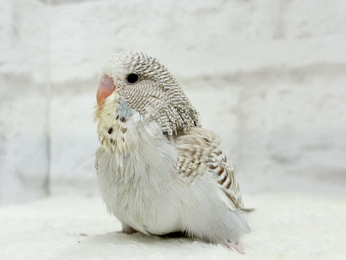 ジャンボセキセイインコ